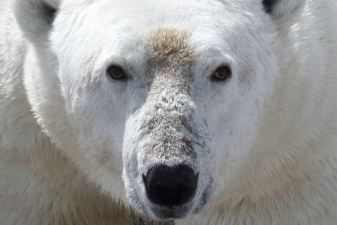 O urso polar se tornou o exemplo da crescente ameaça das alterações climáticas -  (crédito: David McGeachy)