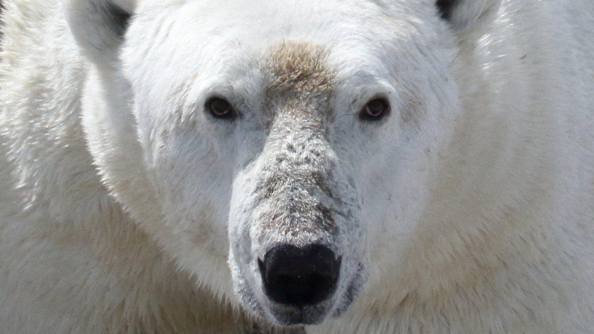 Fome ameaça vida dos ursos polares com derretimento glacial no Ártico