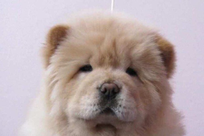 O acúmulo de gordura é um dos dispositivos de resistência ao frio do Chow Chow, raça originária da China.