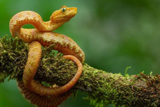 Víboras dos cílios': 5 espécies de serpentes são descobertas nos Andes