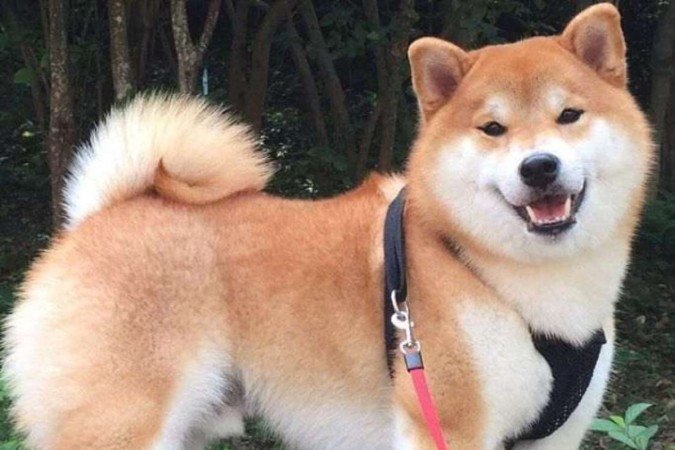 O Akita Inu é um cão originário do Japão que tem como principal característica a pelagem grossa e fofa. Sendo de uma das raças da neve, ele é muito resistente ao frio.