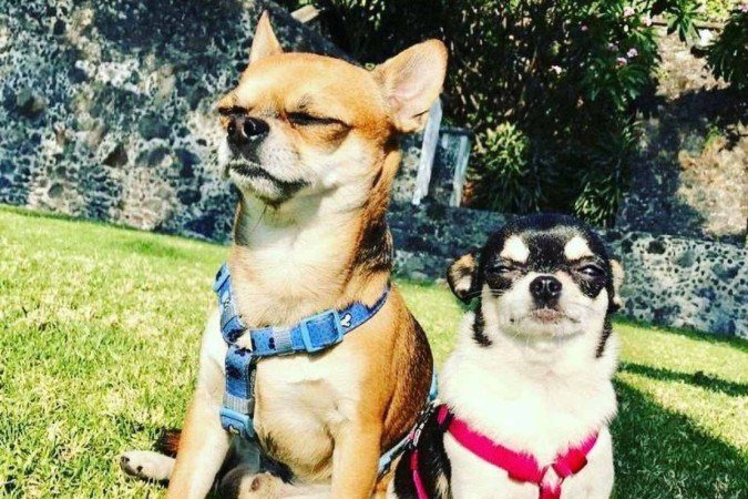 Nico e Frida, personagens de livro infantil -  (crédito: Fotos: Material cedido ao Correio)