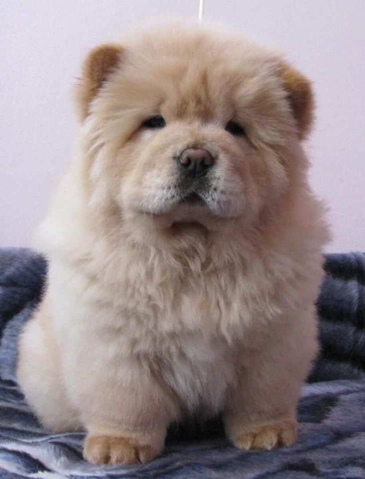 O acúmulo de gordura é um dos dispositivos de resistência ao frio do Chow Chow, raça originária da China.