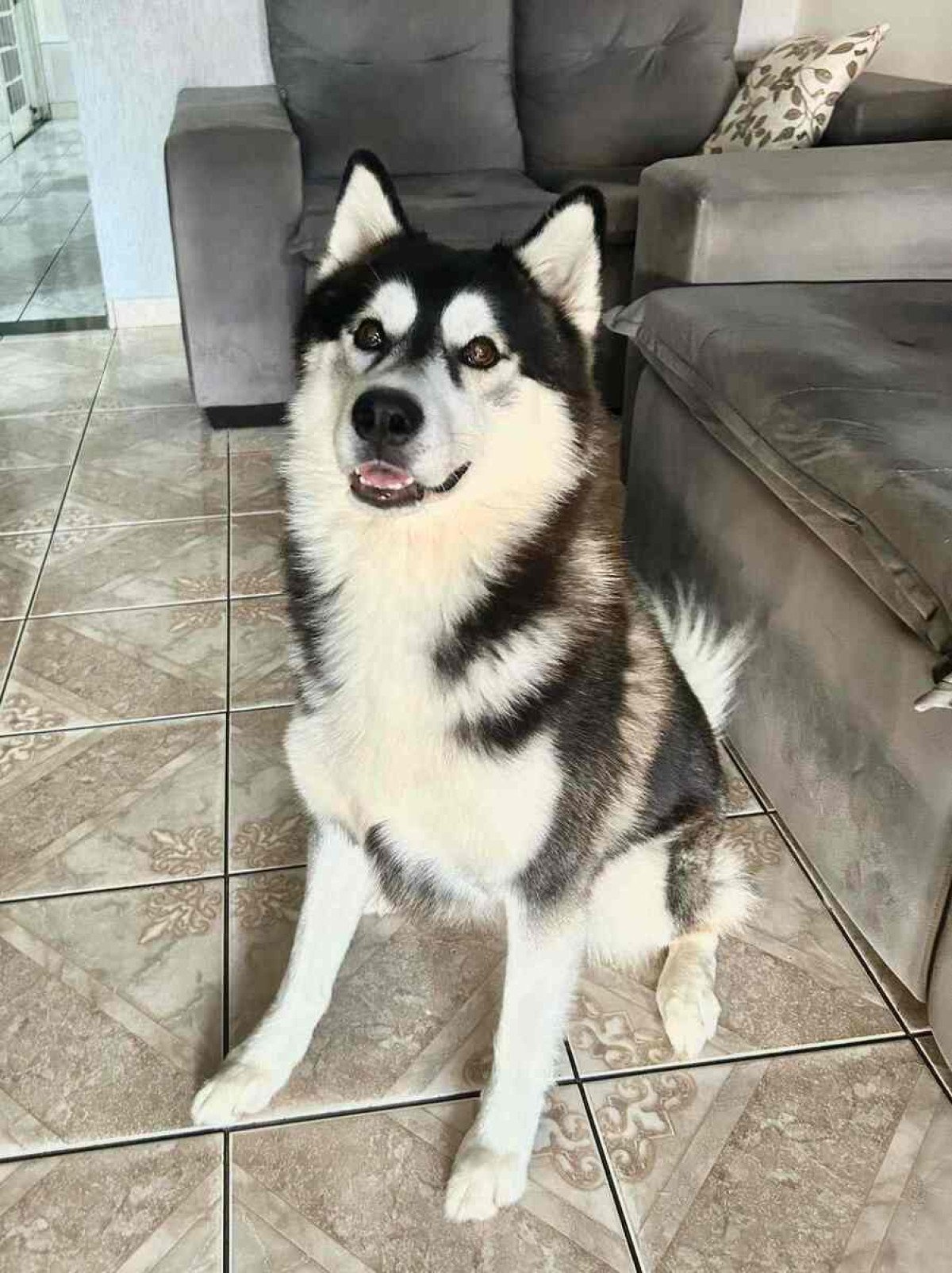 O husky siberiano Scott recebe todos os cuidados para não sofrer hipotermia