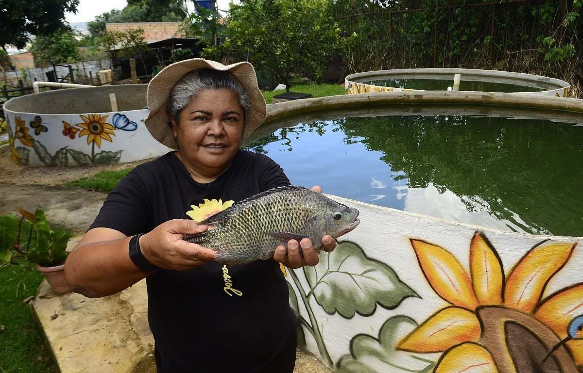 Peixes saborosos, saudáveis e lucrativos fazem DF se firmar na produção nacional