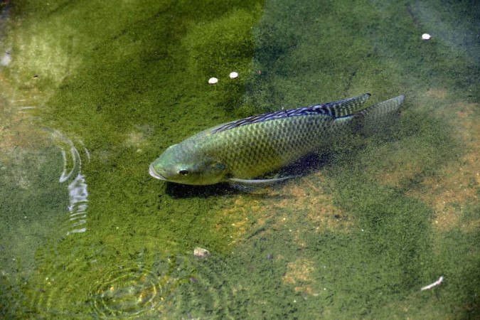 Emater-DF que a produção de pescado em 2023 foi de 45 mil toneladas