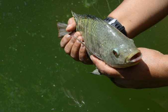 Produção de peixes no DF tem crescido consideravelmente. Tilápia é quem lidera
