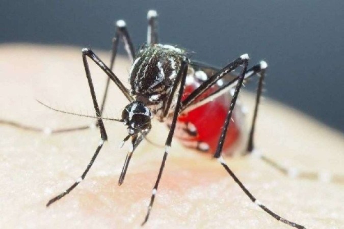 Mosquito Aedes aegypti  -  (crédito: Shinji Kasai/Courtesy of Shinji Kasai/AFP)