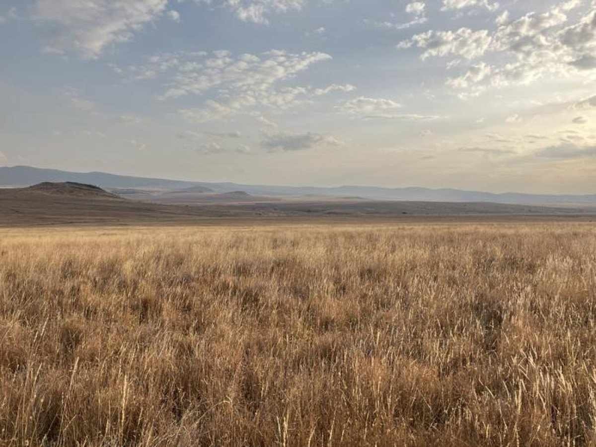 Projetos inadequados de restauração florestal na África ameaçam savana