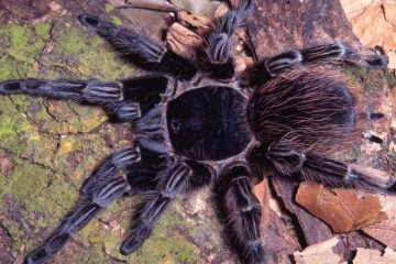 A aranha <em>Vitalius wacketi</em> habita o litoral paulista -  (crédito: Rogério Bertani/Instituto Butantan)