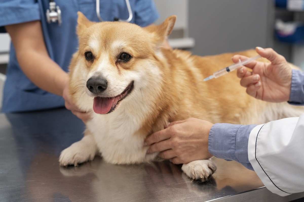 Manter as vacinas do pet em dia pode salvar a vida do animal e do tutor