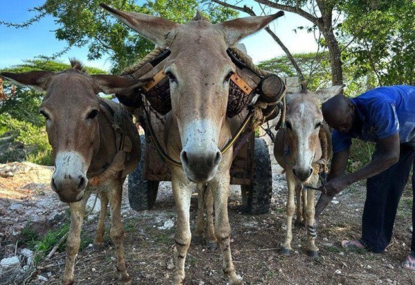 The Donkey Sanctuary