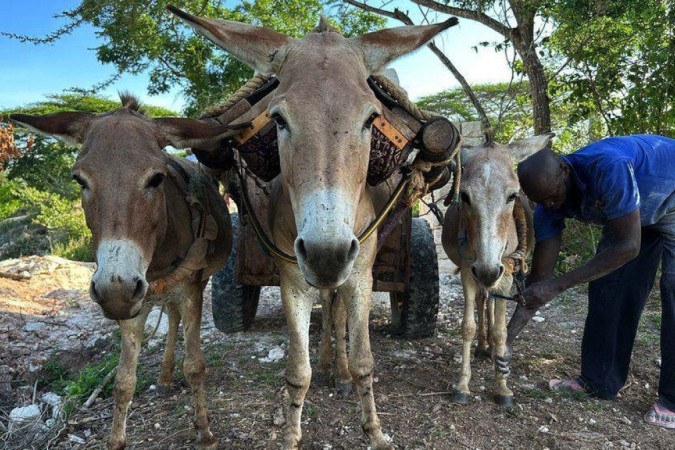 Os burros são considerados parte essencial da vida de muitas comunidades rurais pelo mundo -  (crédito: The Donkey Sanctuary)