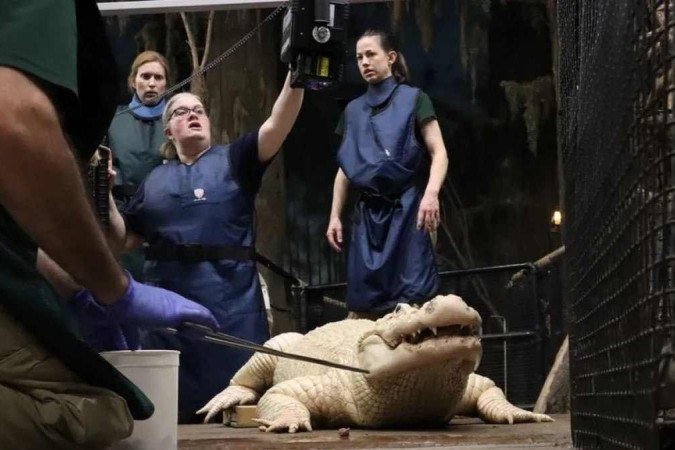 Jacaré em um zoológico dos EUA teve 70 moedas removidas de seu estômago