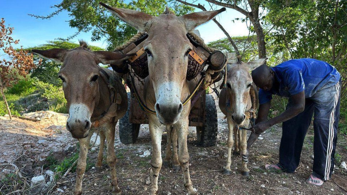 Os milhões de burros mortos todos os anos para produzir remédio tradicional