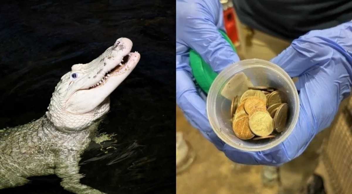 Zoo dos EUA descobrem 70 moedas dentro de estômago de jacaré albino