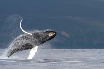 Baleia jubarte avistada nas proximidades da Ilha de Bering, na Rússia -  (crédito: Olga Filatova, Universidade do Sul da Dinamarca)