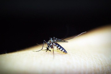A dengue não é como uma gripe trivial, mata -  (crédito: 41330/Pixabay)
