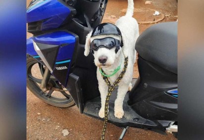 Detran-DF aborda motociclista transportando cachorro de óculos e capacete em motoneta -  (crédito: Detran-DF)