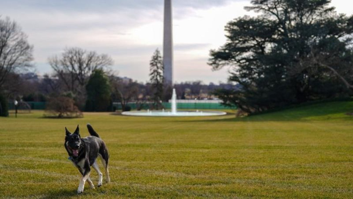 Commander, o cachorro de Joe Biden 'acusado' de morder agentes do Serviço Secreto ao menos 24 vezes