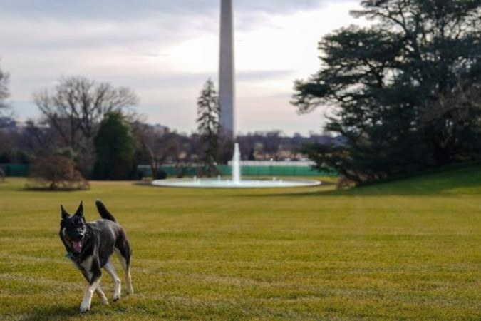 Major, outro cão de Biden, foi adotado em uma ONG que cuida de animais abandonados -  (crédito: ADAM SCHULTZ/CASA BRANCA)