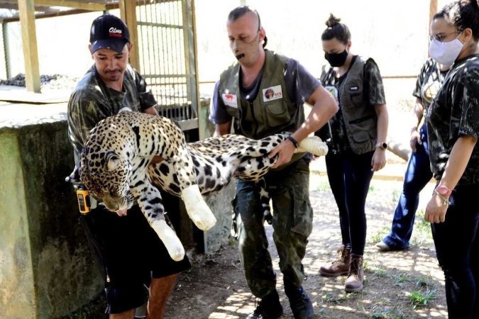 Brigadistas resgatam onça pintada com as patas queimadas pelas queimadas do Pantanal  -  (crédito:  Marcelo Ferreira/CB)