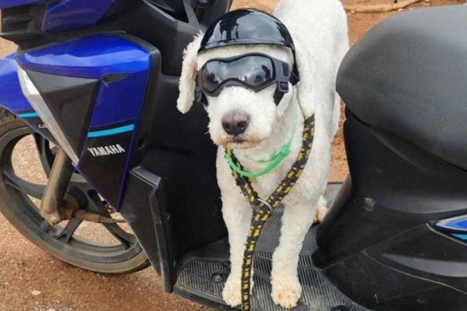 Condutor que levava cachorro de óculos e de capacete é autuado