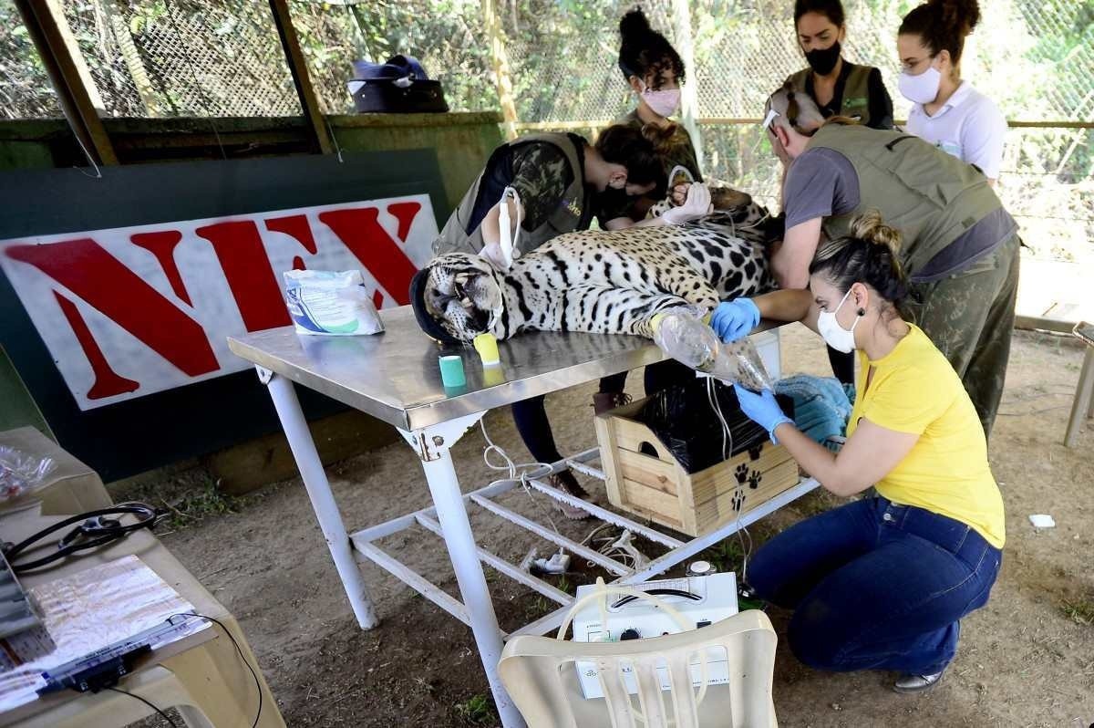  01/10/2020 Crédito: Marcelo Ferreira/CB/D.A Press. Brasil. Brasília - DF. NEX  instituto de preservação de Corumba de Goias recebe oncas pintadas com patas queimadas pelo fogo no Pantanal, O macho com o nome de  Ousado recebe tratamento de ozonioterapia, laser e troca o curativos. 