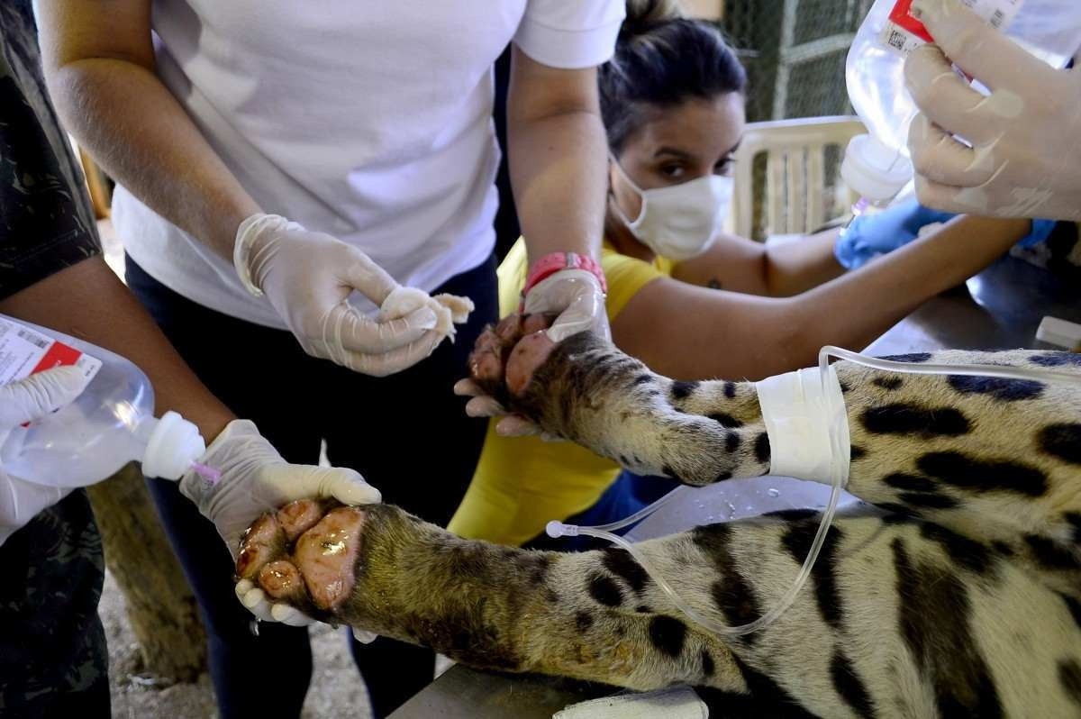  01/10/2020 Crédito: Marcelo Ferreira/CB/D.A Press. Brasil. Brasília - DF. NEX  instituto de preservação de Corumba de Goias recebe oncas pintadas com patas queimadas pelo fogo no Pantanal, O macho com o nome de  Ousado recebe tratamento de ozonioterapia, laser e troca o curativos. 