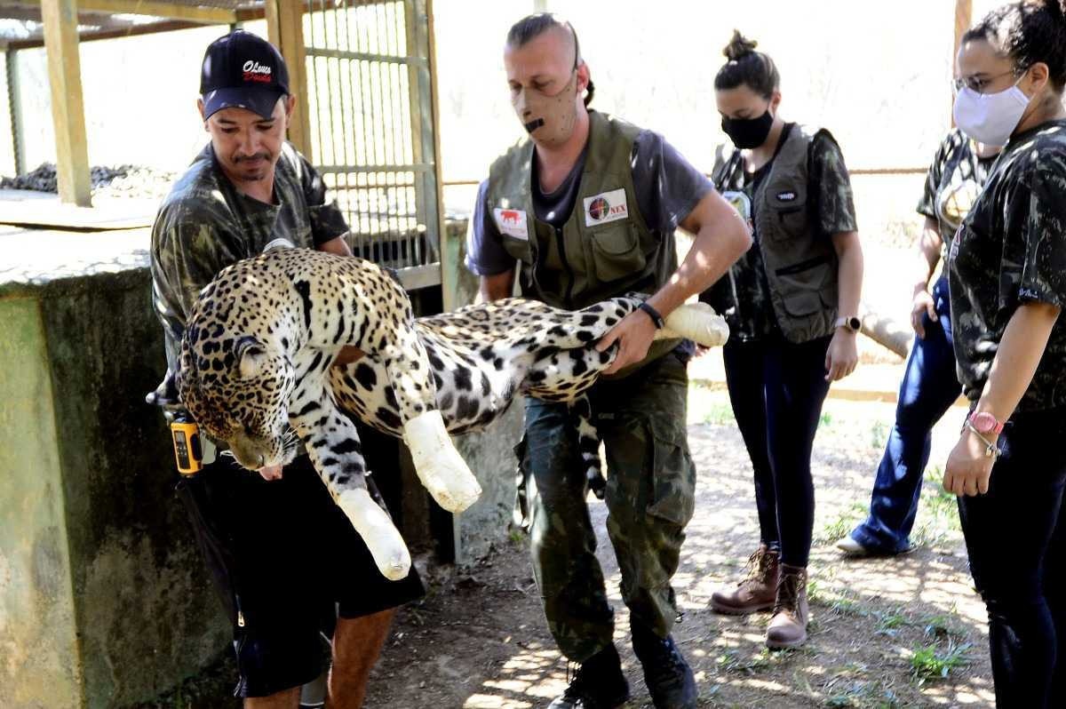 Câmara aprova urgência em votação de projeto sobre resgate de animais