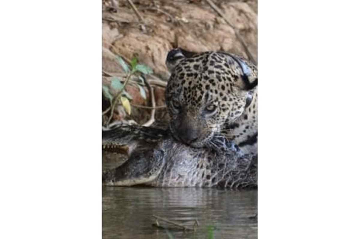 Onça símbolo do Pantanal é flagrada atacando jacaré