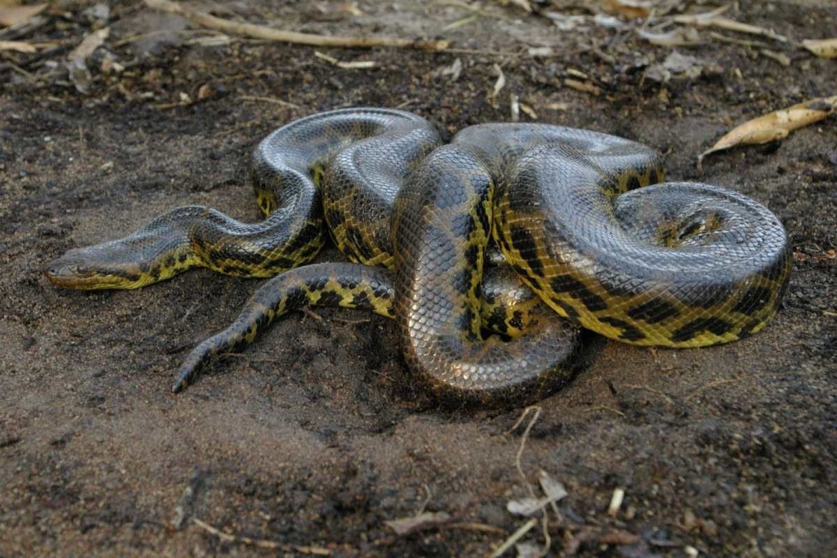Ciência revela que há duas espécies de anaconda no mundo