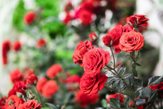 As rosas vendidas em datas comemorativas podem ter sido produzidas em estufas do outro lado do mundo -  (crédito: Getty Images)