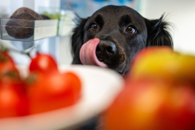 A marca de alimentos para animais de estimação Perfect Bowl, com sede em Sydney, produz alimentos frescos e naturais para cães -  (crédito: Getty Images)