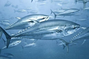 O atum pode conter níveis de mercúrio prejudiciais à saúde -  (crédito: Getty Images)