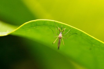 Os mosquitos de diferentes espécies podem transmitir doenças prejudiciais para saúde dos pets e humanos. Imagem ilustrativa de um mosquito macho.  -  (crédito: Reprodução/Unsplash/tarikul_islam)