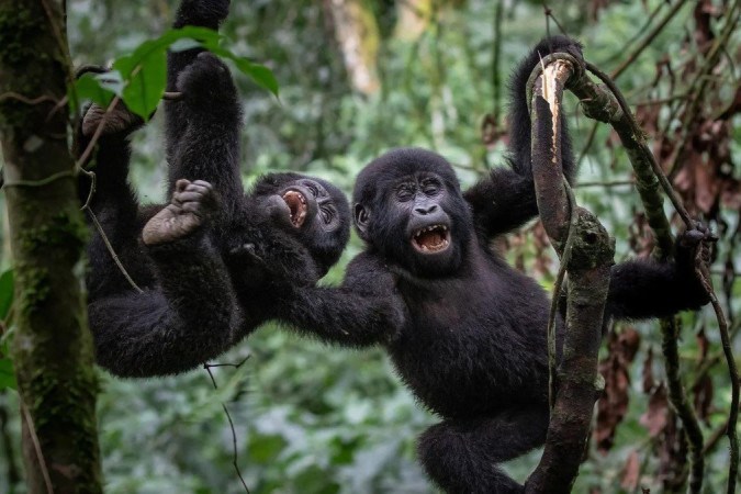 Alguns animais podem usar humor para fortalecer os laços com seus semelhantes -  (crédito: Getty Images)