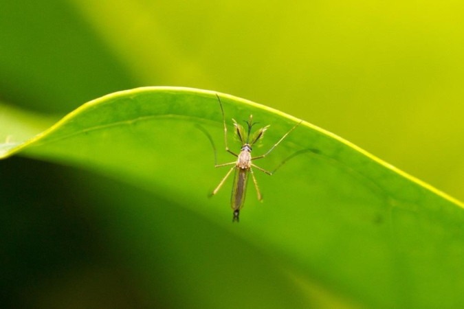 Os mosquitos de diferentes espécies podem transmitir doenças prejudiciais para saúde dos pets e humanos. Imagem ilustrativa de um mosquito macho.  -  (crédito: Reprodução/Unsplash/tarikul_islam)