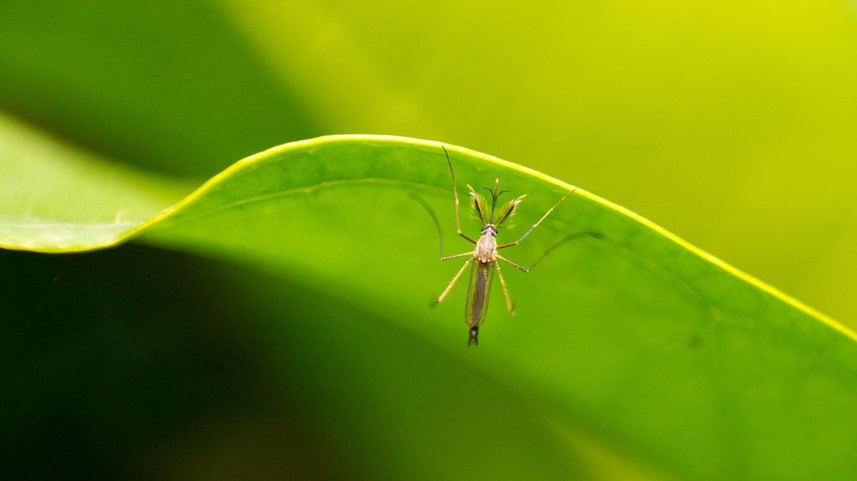 Mosquitos e pets: confira os perigos das picadas para os animais