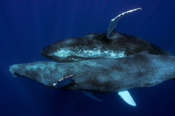 Segundo o documento, trata-se da primeira vez que o pênis de uma baleia jubarte é visto penetrando outro animal da espécie — em toda a história -  (crédito: Lyle Krannichfeld and Brandi Romano)