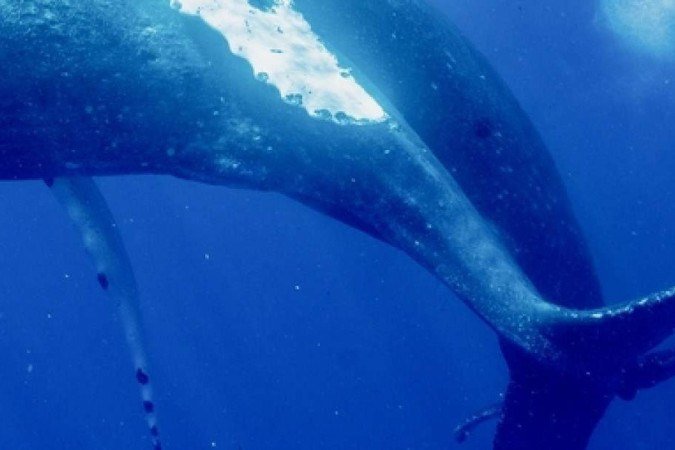 baleias jubarte acasalando