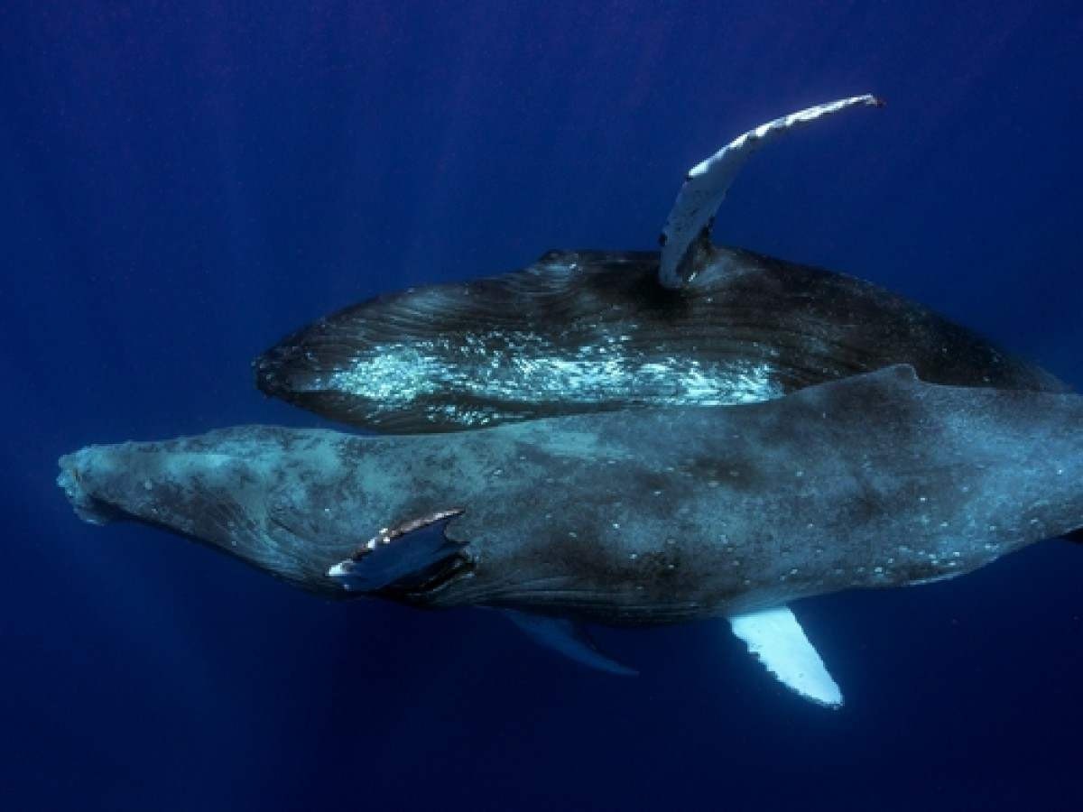 Registro raro de baleias jubarte fazendo sexo envolve dois machos