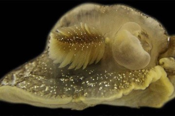 A lesma-do-mar possui brânquias com aparência de plumas em um lado do corpo -  (crédito: ROSS BULLIMORE)