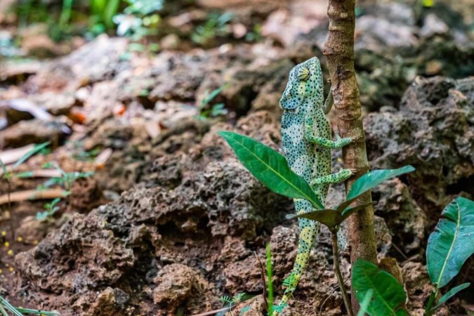 Há mais de 80 espécies, a maioria está na África, e com imensa capacidade de mudar de coloração
 -  (crédito: Freepik)