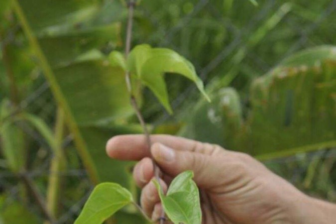  UBS do Lago Norte é um dos locais de cultivo
