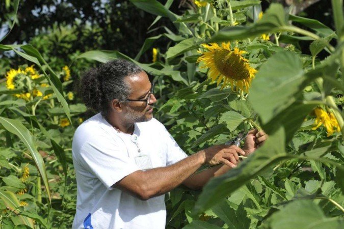  01/03/2024. Crédito: Minervino Júnior/CB/D.A Press. Brasil.  Brasilia - DF. Plantas medicinais na Horta do Horto Medicinal no Centro de Saúde do Lago Norte.
