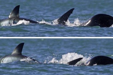 A orca solitária (à direita na imagem) 'despedaçou' o tubarão em menos de dois minutos -  (crédito: CHRISTIAAN STOPFORTH/DRONE FANATICS)