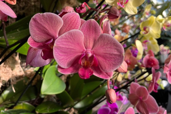 As orquídeas formam uma vasta família — mais de 25 mil espécies já foram descritas -  (crédito: BBC)