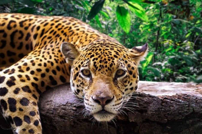 Guarda-parques usam ferramentas digitais para combater a caça de animais selvagens em vários países da América Latina - (crédito: Getty Images) Guarda-parques usam ferramentas digitais para combater a caça de animais selvagens em vários países da América Latina - (crédito: Getty Images)