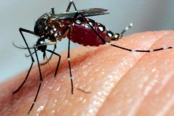 O mosquito que se tornou o vilão global e alvo da ação coletiva  -  (crédito: Fiocruz )